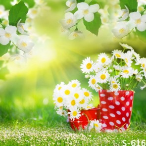Photography Backdrops White Chrysanthemum Sunshine Flowers Background
