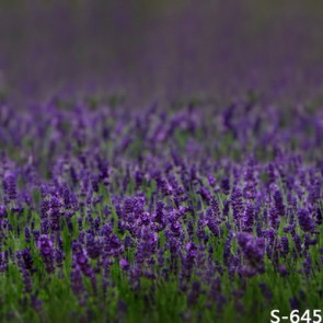 Photography Backdrops Flowers Purple Lavender Background